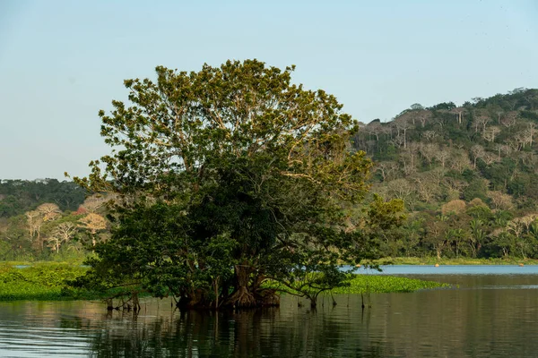 Тропический Тропический Лес Озере Гатун Панамский Канал Панама Центральная Америка — стоковое фото