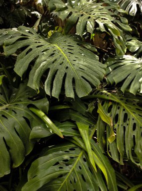 Karanlık arka planda canavar yaprağı. Duvar Kağıdı 