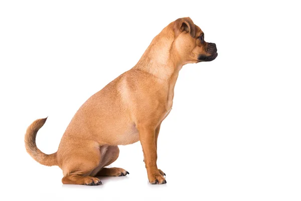 Sitting Cross Breed Dog Isolated Wgite — Stock Photo, Image