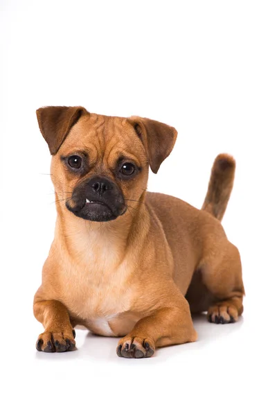 Liegender Mischlingshund Isoliert Auf Weißem Grund — Stockfoto