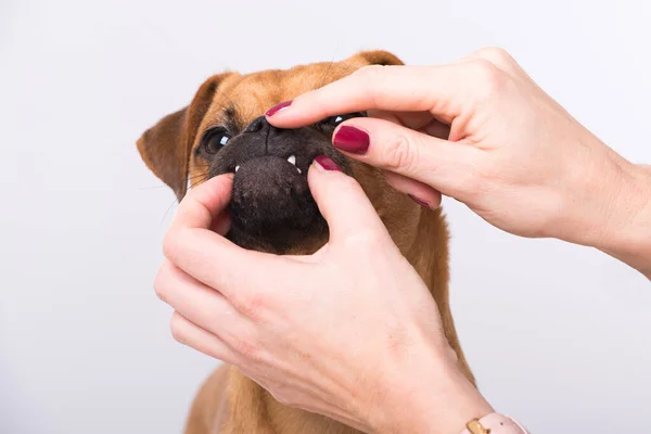 Mixed Breed Dog Misaligned Teeth — Stock Photo, Image