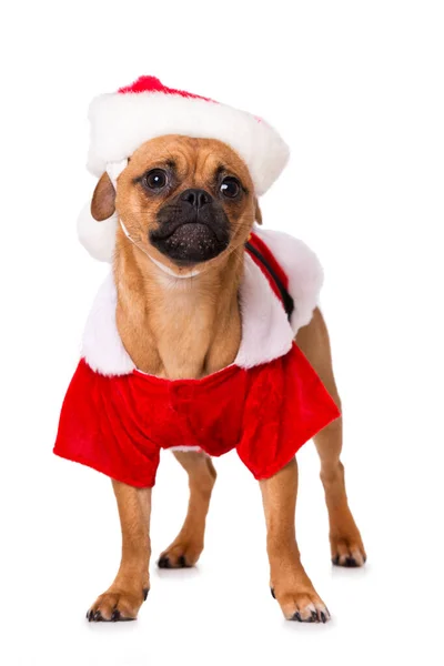 Рождественская Собака Изолирована Белом — стоковое фото