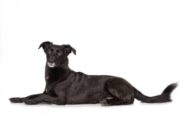 Μαύρος Σκύλος Διασταύρωση Που Βρίσκεται Απομονωμένο Λευκό — Φωτογραφία Αρχείου