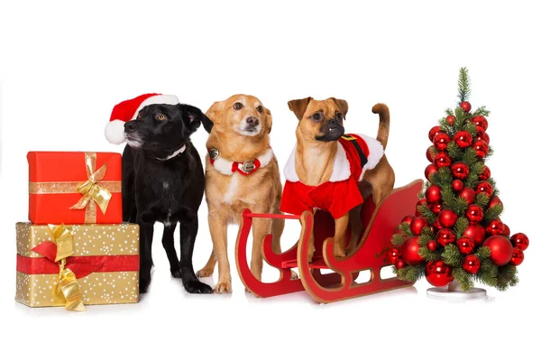 Kerst Honden Geïsoleerd Wit — Stockfoto