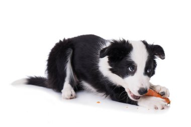 Border collie köpek yavrusu beyaz arka planda izole edilmiş bir havucu yiyor.