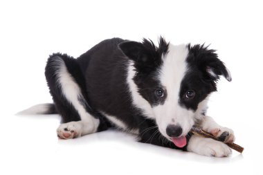 Beyaz arka planda izole edilmiş kemikli bir çoban köpeği.