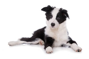 Border collie köpek yavrusu beyaz arka planda izole edildi