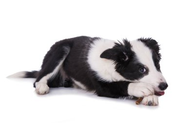 Beyaz arka planda izole edilmiş kemikli bir çoban köpeği.