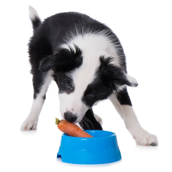 Border Collie Puppy Eats Carrot Isolated White Background — Stock Photo, Image