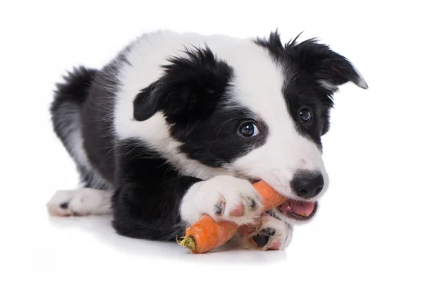 Border Collie Welpe Frisst Eine Möhre Isoliert Auf Weißem Hintergrund — Stockfoto