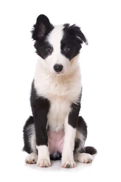 Borda Filhote Cachorro Collie Sentado Isolado Fundo Branco — Fotografia de Stock