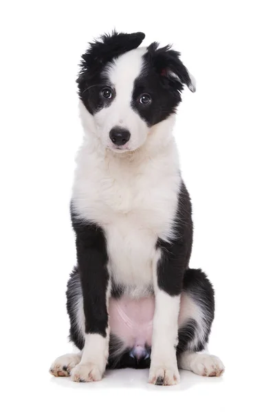 Frontera Collie Cachorro Sentado Aislado Sobre Fondo Blanco —  Fotos de Stock