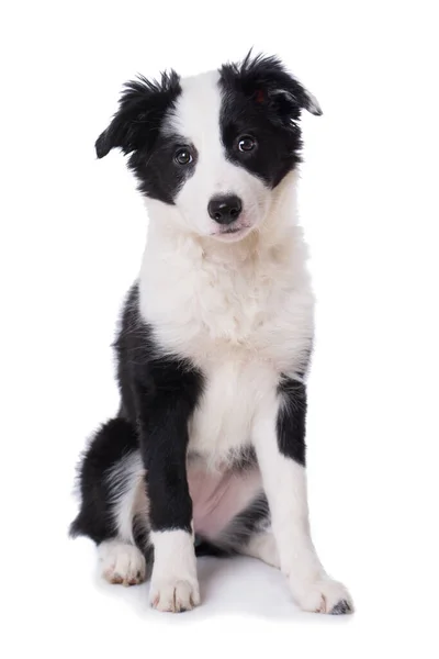 Border Collie Cucciolo Seduto Isolato Sfondo Bianco — Foto Stock