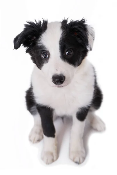 Borda Filhote Cachorro Collie Sentado Isolado Fundo Branco — Fotografia de Stock