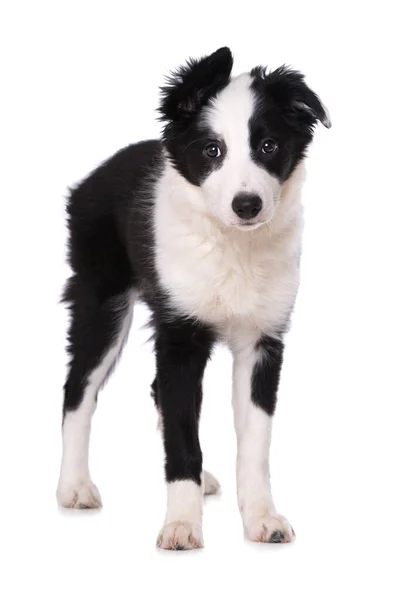 Border Collie Chiot Debout Isolé Sur Fond Blanc — Photo