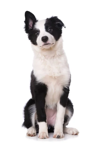 Border Collie Szczeniak Izolowany Białym Tle — Zdjęcie stockowe