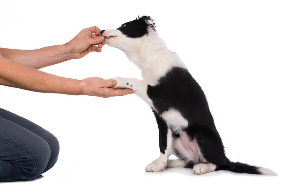 Frontière Collie Chiot Donner Patte Isolé Sur Fond Blanc — Photo