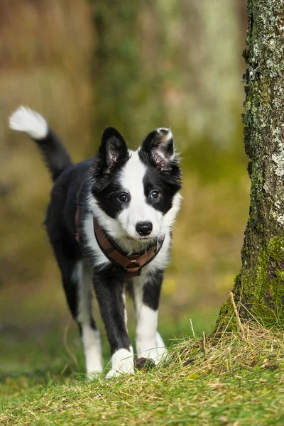 Grens Collie Puppy Herfst Tuin — Stockfoto