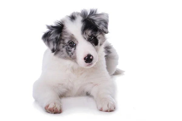 Frontera Collie Cachorro Acostado Sobre Fondo Blanco — Foto de Stock