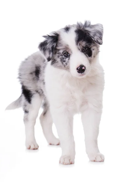 Beyaz Arka Planda Duran Border Collie Puppy — Stok fotoğraf