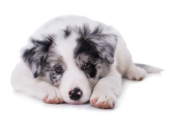 Rand Collie Puppy Witte Achtergrond — Stockfoto