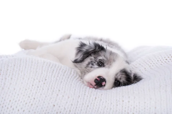 Rand Collie Puppy Liggend Een Witte Deken Witte Achtergrond — Stockfoto