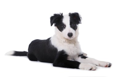 Border collie köpek yavrusu beyaz arka planda izole edildi