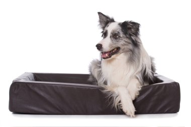 Beyaz arka planda izole edilmiş bir köpek yatağında çoban köpeği.