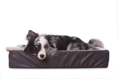 Beyaz arka planda izole edilmiş bir köpek yatağında çoban köpeği.