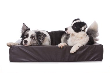 Beyaz arka planda izole edilmiş köpek yatağında çoban köpekleri.