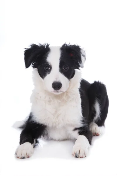 Border Collie Puppy Isolated White Background — Stock Photo, Image