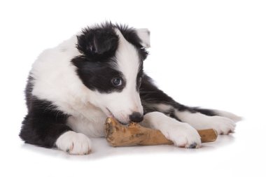 Border collie köpek yavrusu çiğneme çubuğuyla