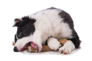 Border collie köpek yavrusu çiğneme çubuğuyla