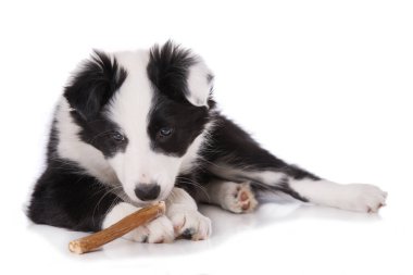 Çiğneme çubuğu olan bir çoban köpeği. 