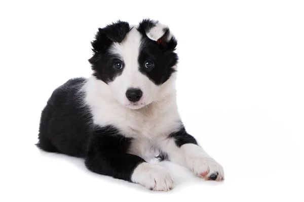 Border Collie Puppy Isolated White Background — Stock Photo, Image