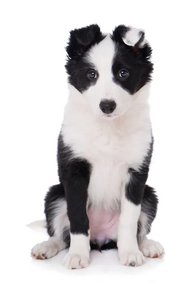 Rand Collie Puppy Geïsoleerd Witte Achtergrond — Stockfoto