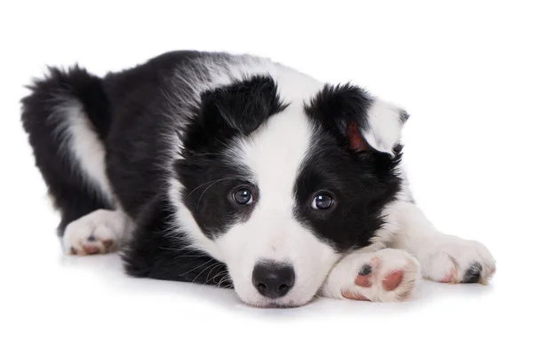白い背景に隔離されたボーダーコリー子犬 — ストック写真
