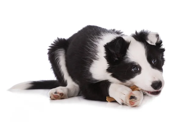 Border Collie Puppy Chewing Stick — Stock Photo, Image