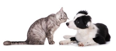 Beyaz arka planda tekir kedisi ve bir çoban köpeği izole edilmiş.