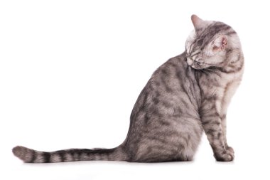 Tekir kedi beyaz arkaplanda izole edildi