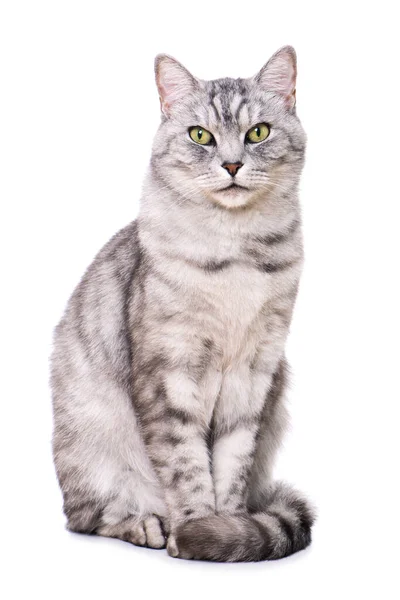 白地に隔離されたタビー猫 — ストック写真