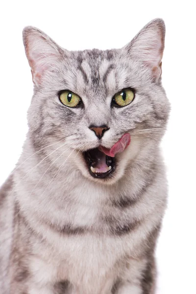 Kucing Meja Menjilati Mulutnya Yang Diisolasi Dengan Latar Belakang Putih — Stok Foto
