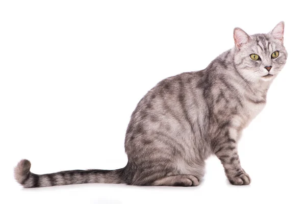 Кіт Таббі Ізольований Білому Тлі — стокове фото