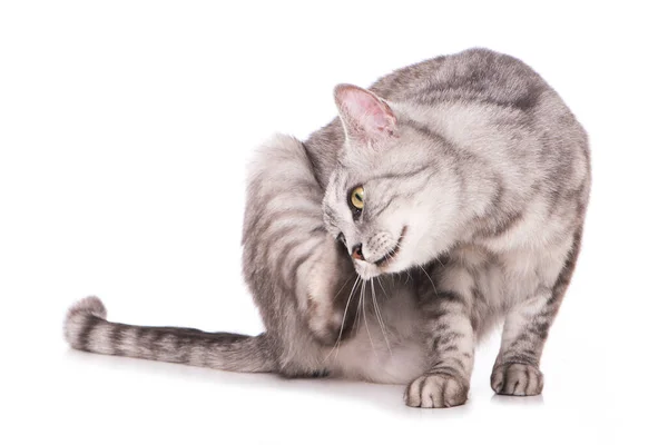 白地に隔離されたタビー猫 — ストック写真