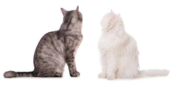 Dos Gatos Mirando Hacia Atrás Aislados Sobre Fondo Blanco — Foto de Stock