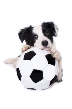 Genç sınır köpeği futbol hayranı. 