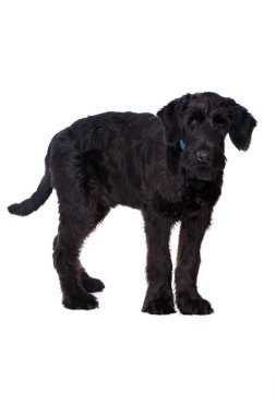 Genç dev schnauzer köpeği beyazı izole etti.