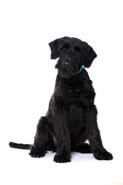 Genç dev schnauzer köpeği beyazı izole etti.