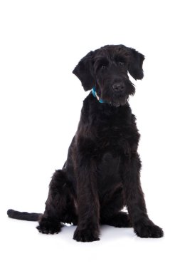 Genç dev schnauzer köpeği beyazı izole etti.