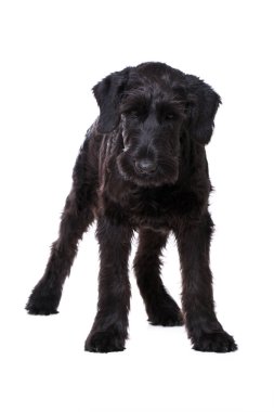 Genç dev schnauzer köpeği beyazı izole etti.